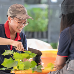 當(dāng)天換盆樹種之一的山芙蓉，又稱三醉芙蓉，需要強(qiáng)日照，且耐旱，在開花後的一天之中，會(huì)有三種顏色變化，像是表情善變的美人。