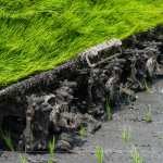 每一株都是農民們辛苦的付出，散發(fā)著土壤、秧苗、陽光交織的香味。