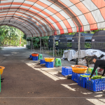 一棵樹苗必須從一顆種子播種開始，由志工們從母樹採(cǎi)集種子，播種發(fā)芽後，進(jìn)行種子苗換盆作業(yè)，採(cǎi)各組分工，介質(zhì)裝盆、小苗固定、標(biāo)籤樹種、灑水等。