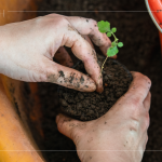 苗種根部水平放置於黑軟盆口，將調(diào)配好的介質(zhì)土壤裝進(jìn)盆內(nèi)，並適當(dāng)敲盆，讓土壤不過於緊密。