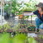 將分盆好的樹苗放置育苗方盤中，為小苗們澆水，後續(xù)統(tǒng)一放在中央培育區(qū)，培育至30-60公分，合適出栽種植的高度。
