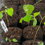 『生態(tài)植樹』選擇百種以上大肚山在地的原生樹種為主要培育對(duì)象，以符合原生態(tài)系統(tǒng)，『遺傳多樣性』種植的樹苗專案培育，以確保野生樹木基因庫的保育。